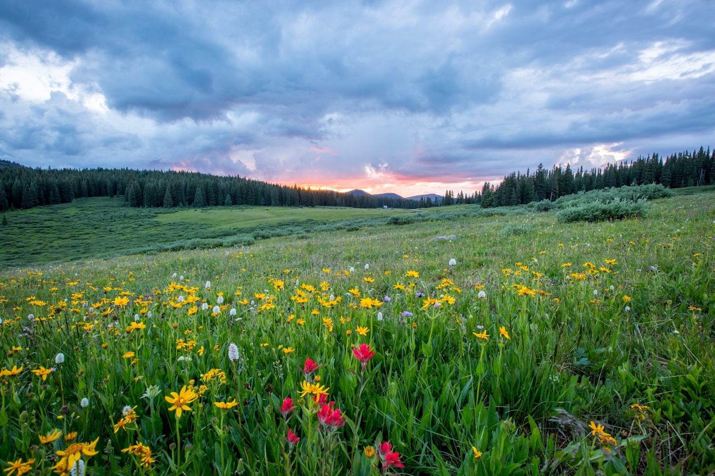 Top 5 Tips for Sustainable Landscaping
